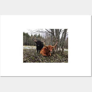 Scottish Highland Cattle Bull and Cow 2143 Posters and Art